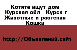 Котята ищут дом - Курская обл., Курск г. Животные и растения » Кошки   